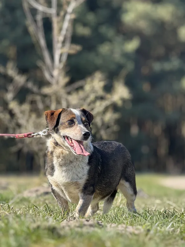 Pies do adopcji, Pieczyska, 4 kwietnia 2025 (2/5)