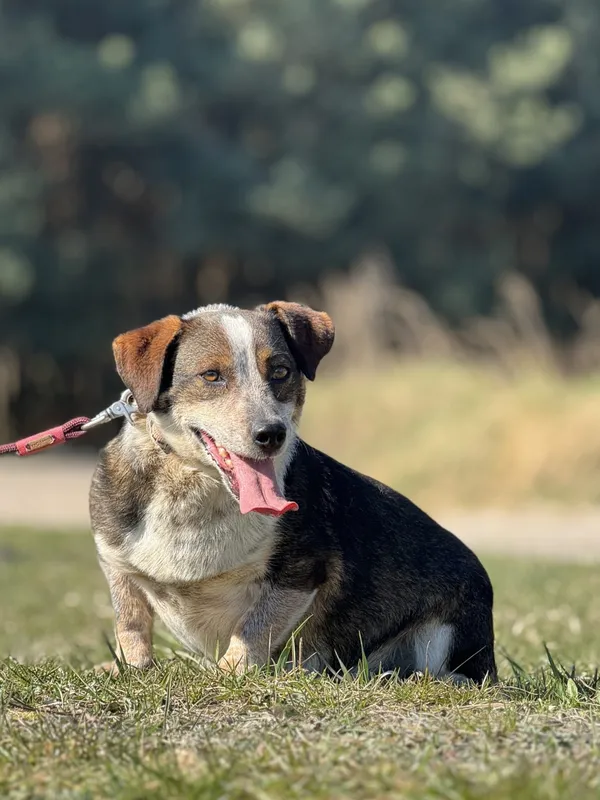 Pies do adopcji, Pieczyska, 4 kwietnia 2025 (3/5)