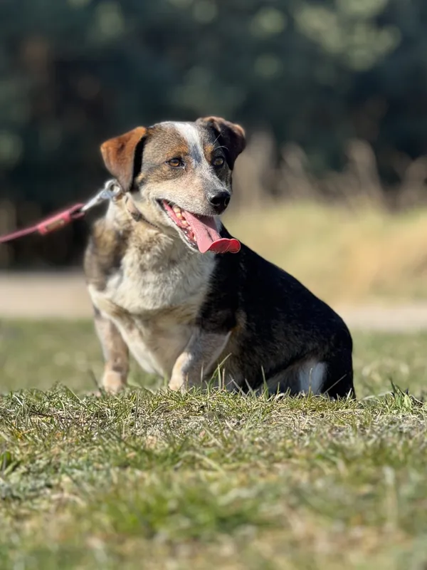 Pies do adopcji, Pieczyska, 4 kwietnia 2025 (4/5)