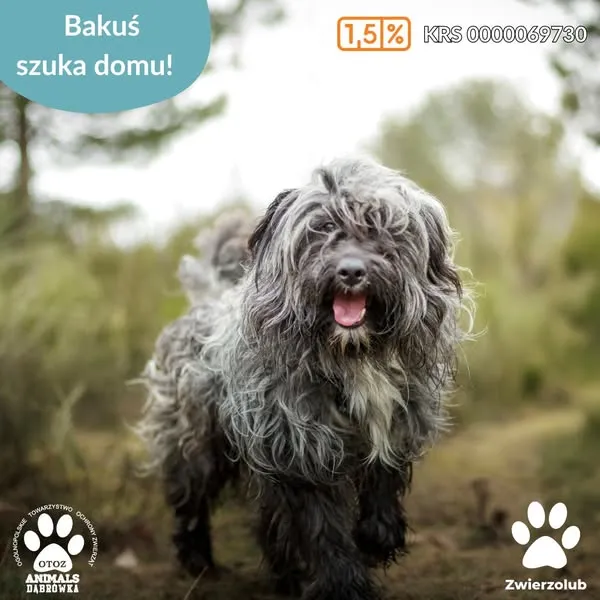 Pies do adopcji, Dąbrówka, 4 kwietnia 2025 (1/5)