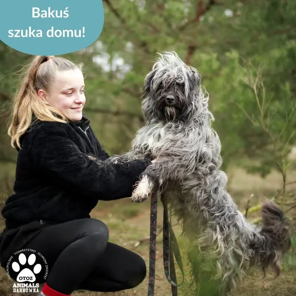 Pies do adopcji, Dąbrówka, 4 kwietnia 2025 (2/5)