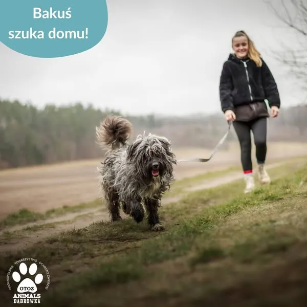 Pies do adopcji, Dąbrówka, 4 kwietnia 2025 (3/5)