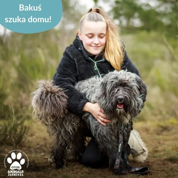 Pies do adopcji, Dąbrówka, 4 kwietnia 2025 (4/5)