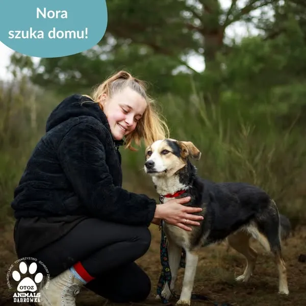 Pies do adopcji, Dąbrówka, 4 kwietnia 2025 (2/5)