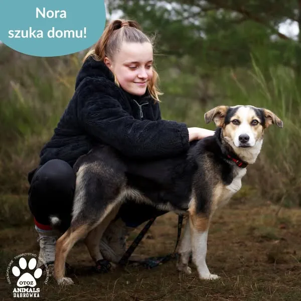 Pies do adopcji, Dąbrówka, 4 kwietnia 2025 (3/5)