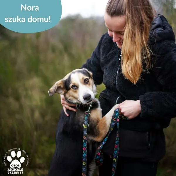 Pies do adopcji, Dąbrówka, 4 kwietnia 2025 (4/5)