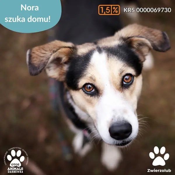 Pies do adopcji, Dąbrówka, 4 kwietnia 2025 (5/5)