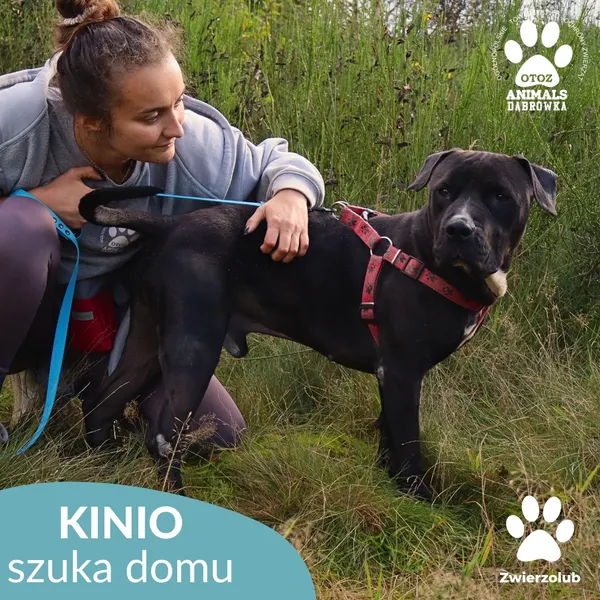 Pies do adopcji, Dąbrówka, 7 października 2025 (2/4)
