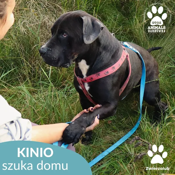 Pies do adopcji, Dąbrówka, 7 października 2025 (3/4)