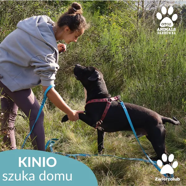 Pies do adopcji, Dąbrówka, 7 października 2025 (4/4)