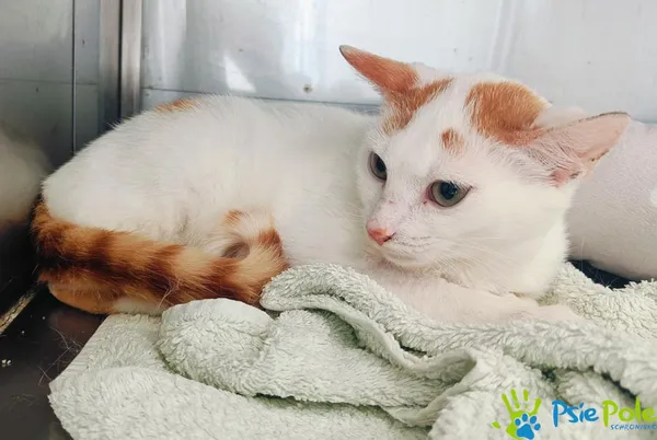 Znaleziono kota, Racławice, 22 kwietnia 2025 (1/4)