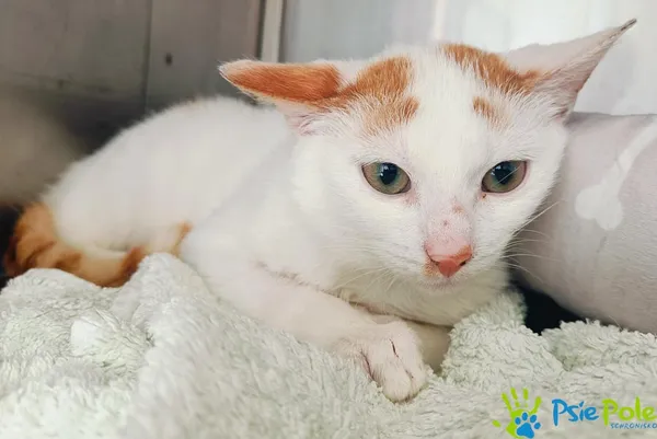 Znaleziono kota, Racławice, 22 kwietnia 2025 (4/4)