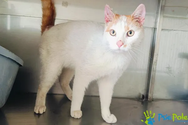 Znaleziono kota, Racławice, 4 kwietnia 2025 (1/5)