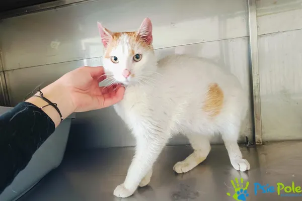 Znaleziono kota, Racławice, 4 kwietnia 2025 (2/5)