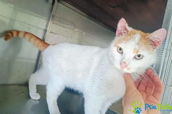 Znaleziono kota, Racławice, 4 kwietnia 2025 (3/5)