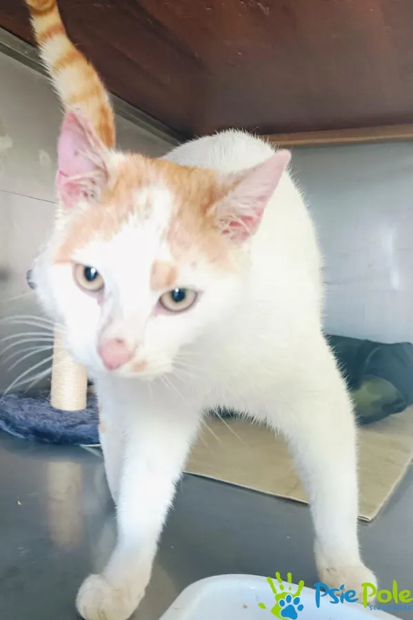 Znaleziono kota, Racławice, 4 kwietnia 2025 (4/5)