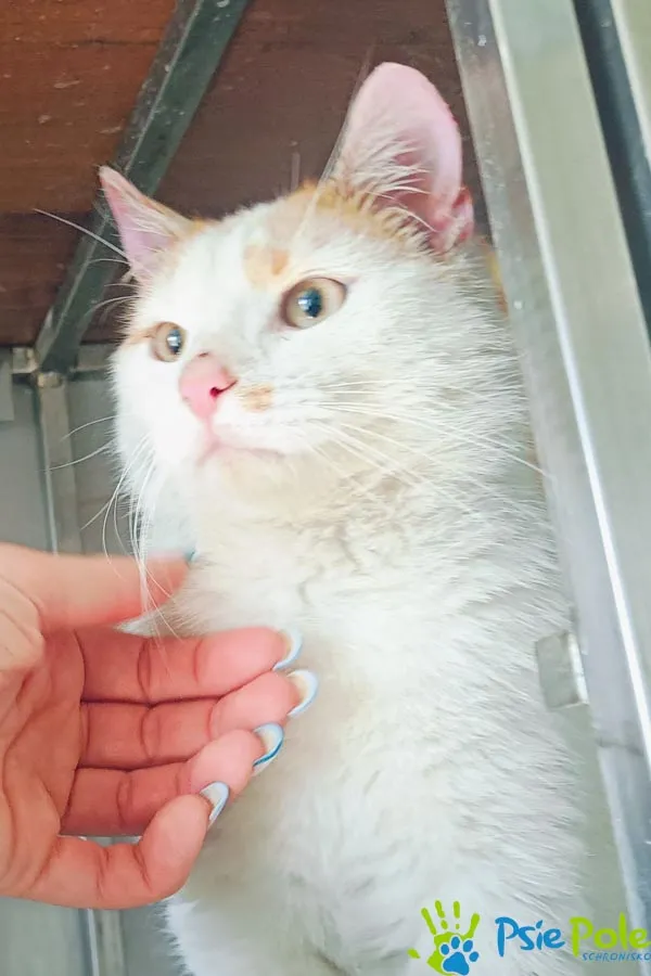 Znaleziono kota, Racławice, 4 kwietnia 2025 (5/5)