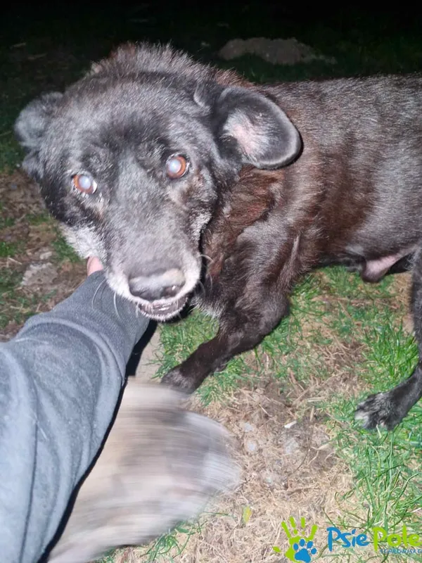 Znaleziono psa, Racławice, 2 kwietnia 2025