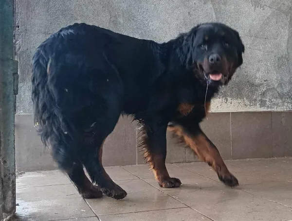 Znaleziono psa, Toruń, 3 kwietnia 2025