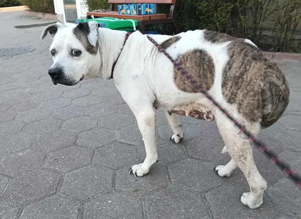 Znaleziono psa, Toruń, 2 kwietnia 2025