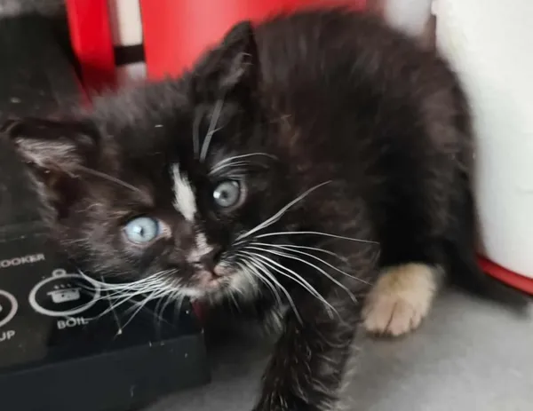 Znaleziono kota, Toruń, 31 marca 2025