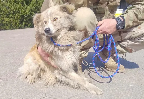 Znaleziono psa, Toruń, 31 marca 2025