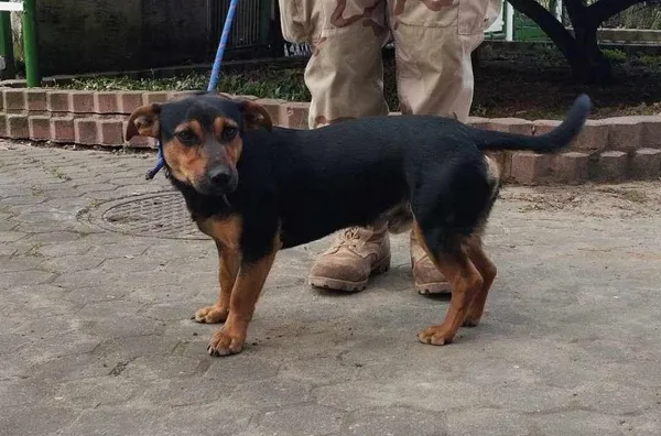 Znaleziono psa, Toruń, 31 marca 2025