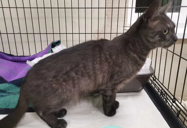 Znaleziono kota, Toruń, 29 marca 2025