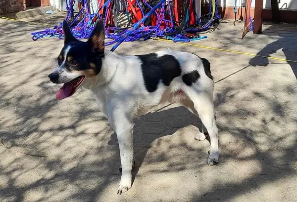 Znaleziono psa, Toruń, 28 marca 2025