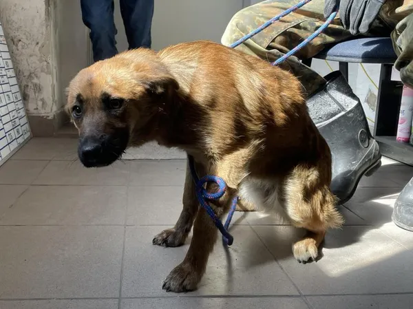 Znaleziono psa, Toruń, 28 marca 2025