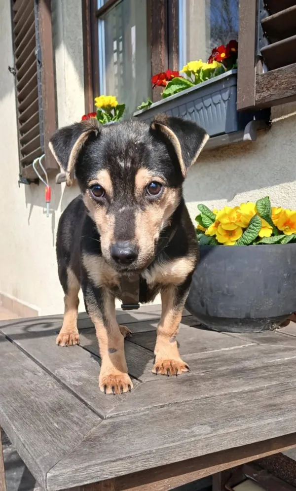 Pies do adopcji, Pionki, 4 kwietnia 2025 (1/5)