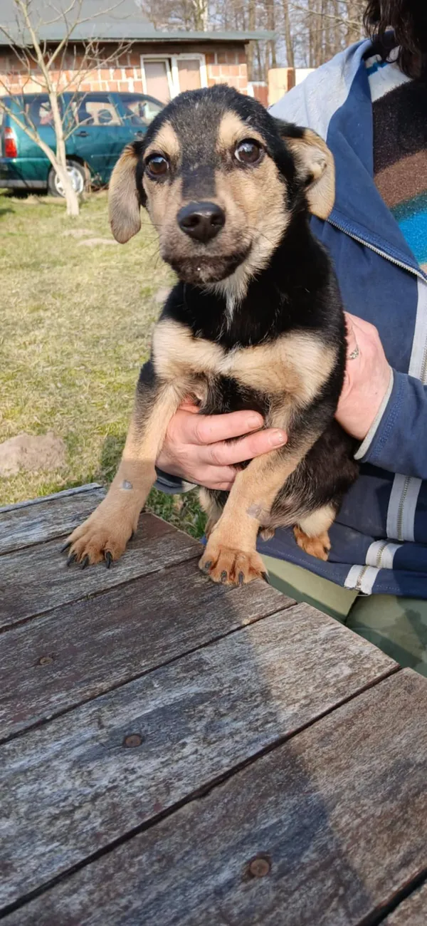 Pies do adopcji, Pionki, 4 kwietnia 2025 (2/5)