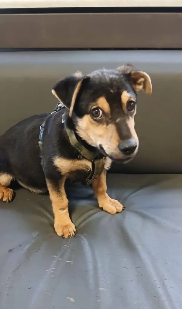 Pies do adopcji, Pionki, 4 kwietnia 2025 (3/5)