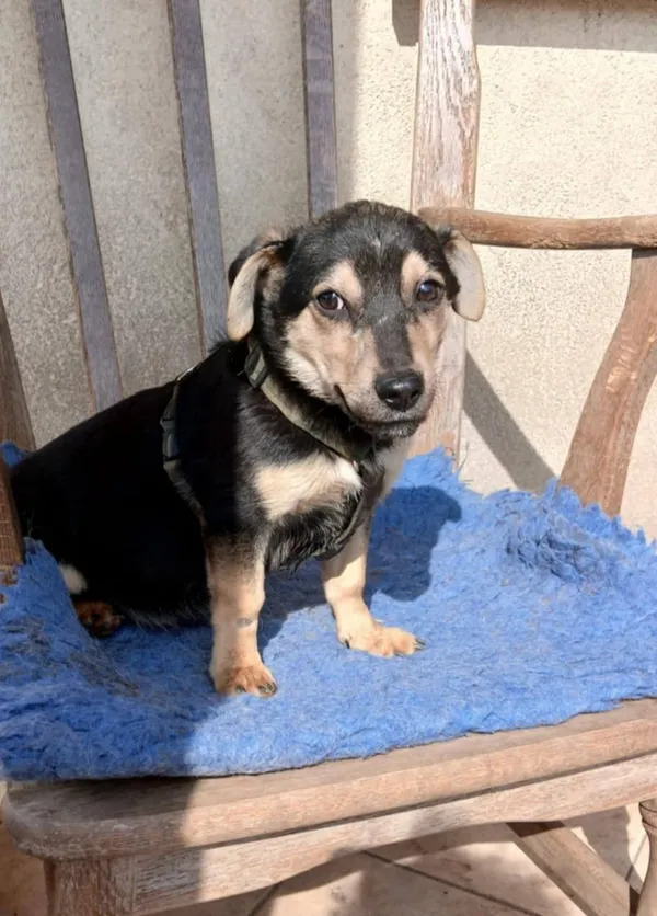 Pies do adopcji, Pionki, 4 kwietnia 2025 (4/5)