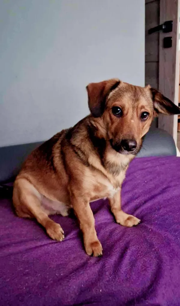 Pies do adopcji, Pionki, 4 kwietnia 2025 (1/5)