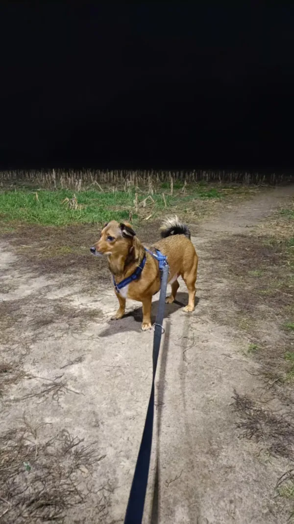 Pies do adopcji, Pionki, 4 kwietnia 2025 (2/5)