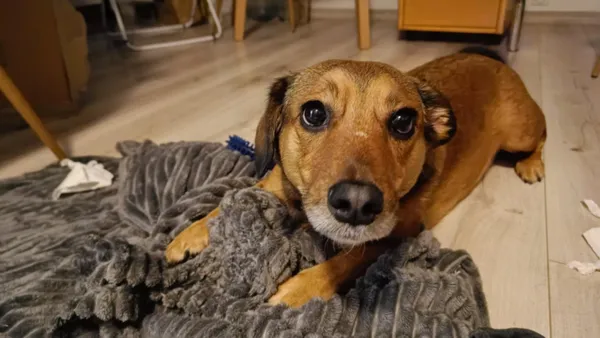 Pies do adopcji, Pionki, 4 kwietnia 2025 (3/5)