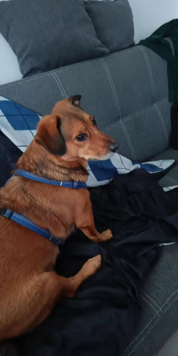 Pies do adopcji, Pionki, 4 kwietnia 2025 (4/5)