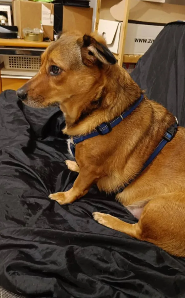 Pies do adopcji, Pionki, 4 kwietnia 2025 (5/5)