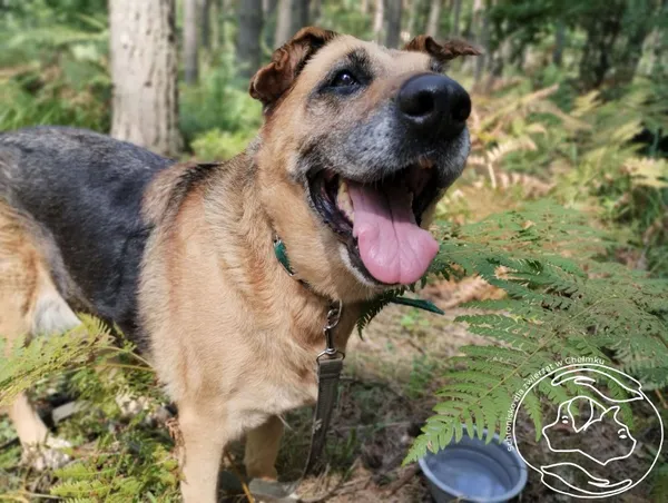 Pies do adopcji, Chełmek, 27 marca 2024