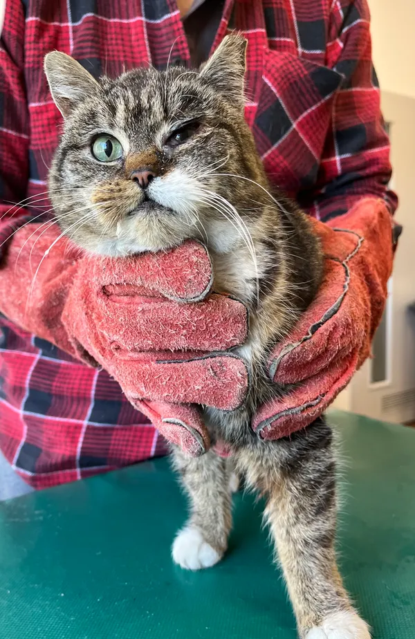 Znaleziono kota, Dobra, 4 kwietnia 2025