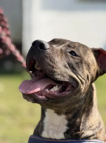 Pies do adopcji, Kraków, 21 marca 2025 (1/5)