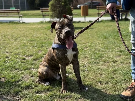 Pies do adopcji, Kraków, 21 marca 2025 (3/5)