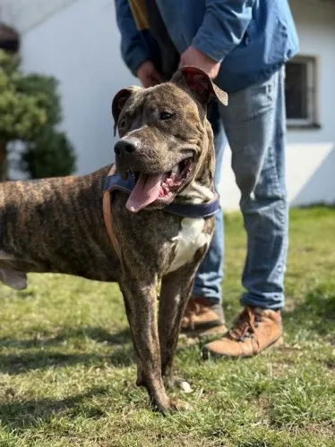 Pies do adopcji, Kraków, 21 marca 2025 (5/5)