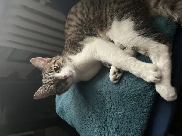 Zaginął kot, Łódź, 4 kwietnia 2025