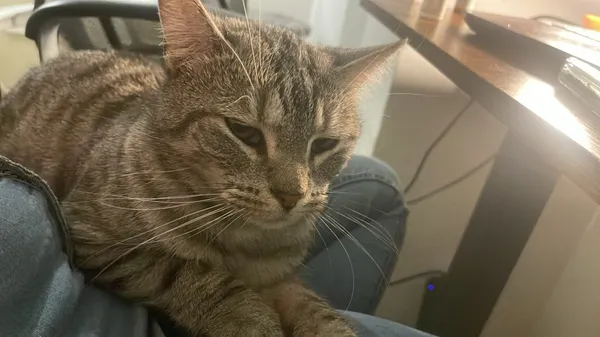 Zaginął kot, Łódź, 4 kwietnia 2025