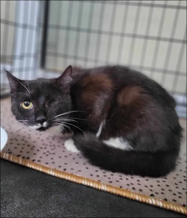 Znaleziono kota, Grudziądz, 4 kwietnia 2025