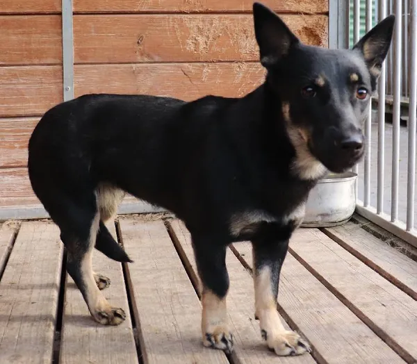 Znaleziono psa, Łódź, 4 kwietnia 2025 (1/5)