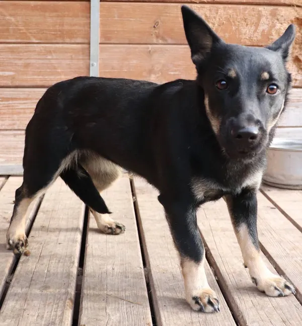 Znaleziono psa, Łódź, 4 kwietnia 2025 (2/5)