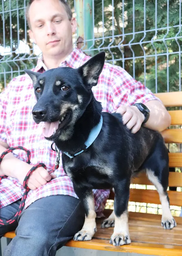 Znaleziono psa, Łódź, 4 kwietnia 2025 (3/5)